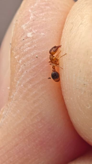 Tetramorium bicarinatum photo 116