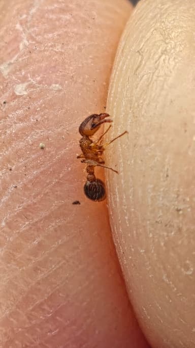 Tetramorium bicarinatum photo 117