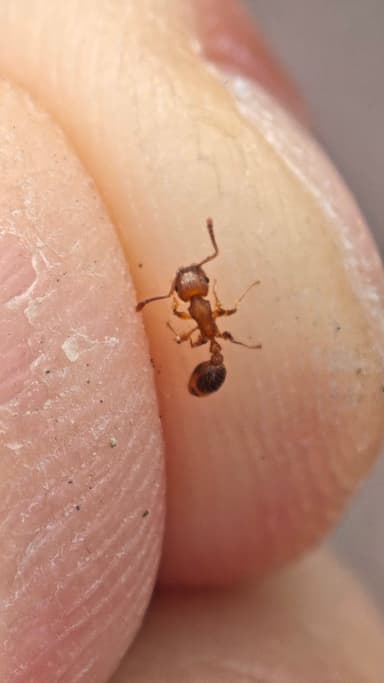 Tetramorium bicarinatum photo 118