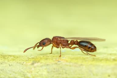 Tetramorium bicarinatum — queen photo 121