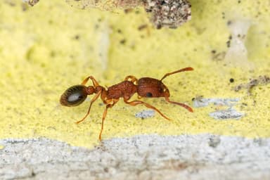 Tetramorium bicarinatum — queen photo 122