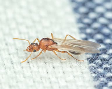 Tetramorium bicarinatum — queen photo 128