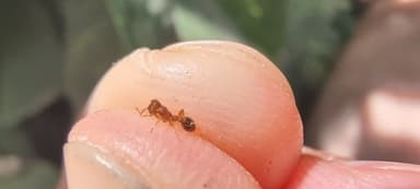 Tetramorium bicarinatum — colony photo 132