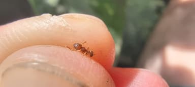 Tetramorium bicarinatum — colony photo 133