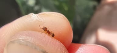 Tetramorium bicarinatum — colony photo 134