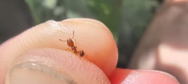 Tetramorium bicarinatum — colony photo 135