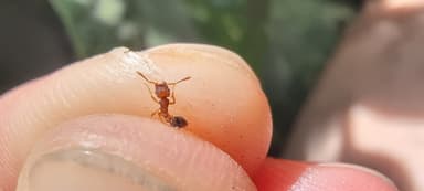 Tetramorium bicarinatum — colony photo 138
