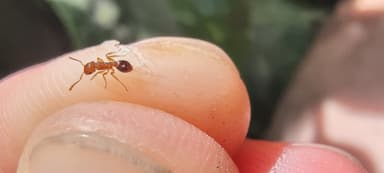 Tetramorium bicarinatum — colony photo 139