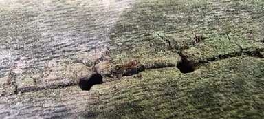 Tetramorium bicarinatum — colony photo 140