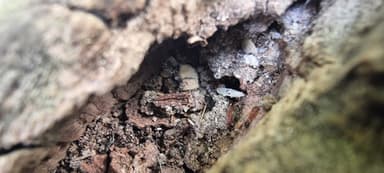 Tetramorium bicarinatum — colony photo 141