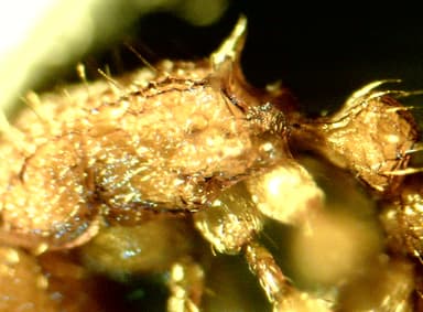 Tetramorium bicarinatum — colony photo 144