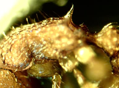 Tetramorium bicarinatum — colony photo 145