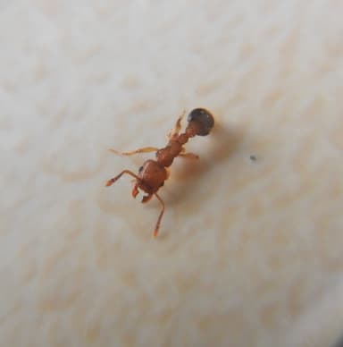 Tetramorium bicarinatum photo 147