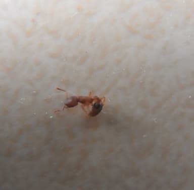 Tetramorium bicarinatum photo 148
