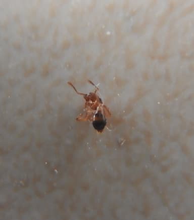 Tetramorium bicarinatum photo 149