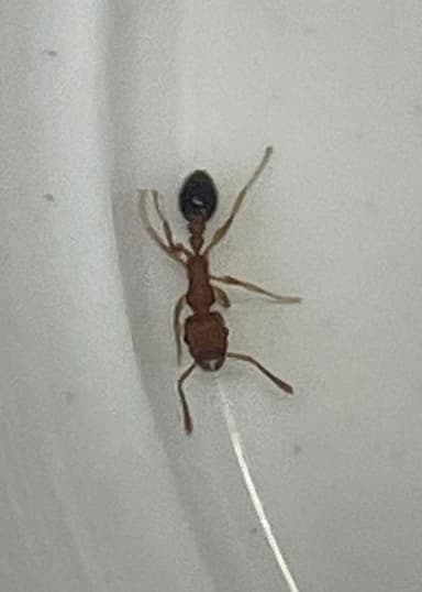 Tetramorium bicarinatum — worker photo 153