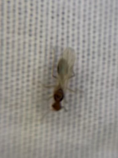 Tetramorium bicarinatum photo 156