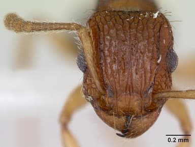 Tetramorium bicarinatum — queen photo 14