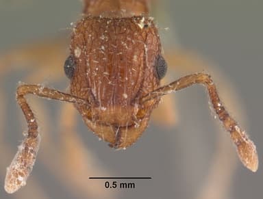 Tetramorium bicarinatum — queen photo 16