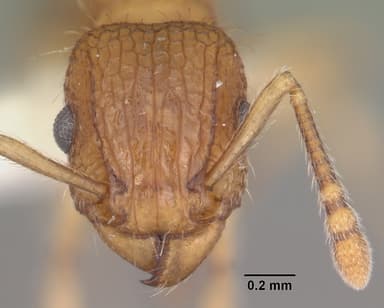 Tetramorium bicarinatum — queen photo 17