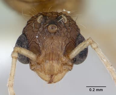 Tetramorium bicarinatum — queen photo 19