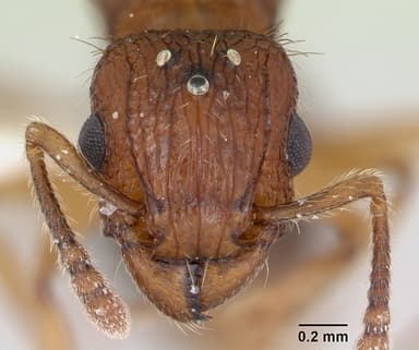 Tetramorium bicarinatum — queen photo 20