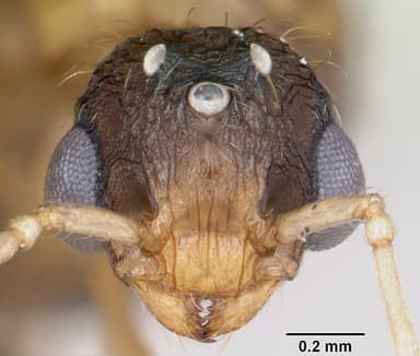 Tetramorium bicarinatum — queen photo 21