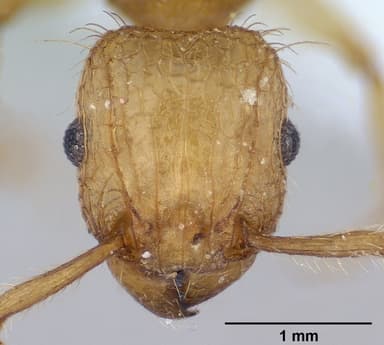 Tetramorium bicarinatum — queen photo 23