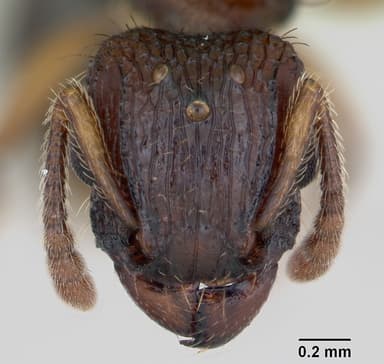 Tetramorium bicarinatum — queen photo 25