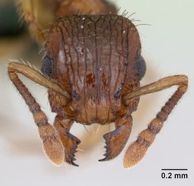 Tetramorium bicarinatum — queen photo 26