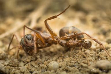 Tetramorium caespitum photo 76