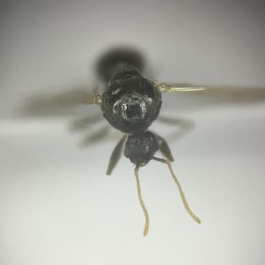 Tetramorium caespitum — worker photo 21