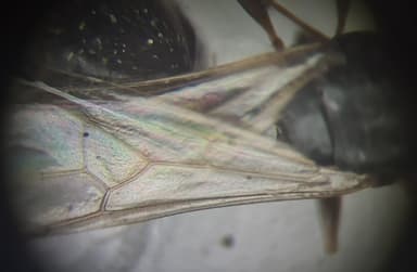 Tetramorium caespitum photo 46