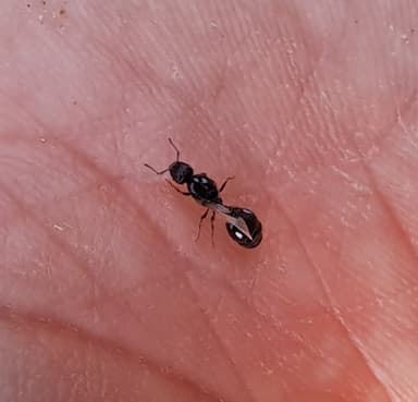 Tetramorium caespitum photo 49