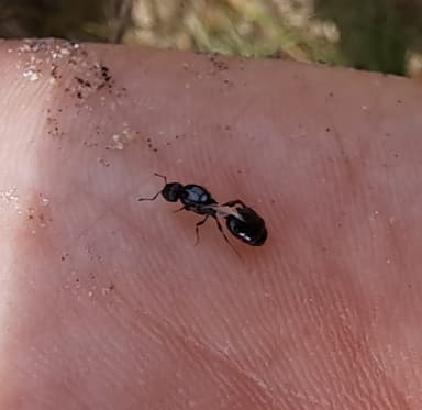 Tetramorium caespitum photo 50