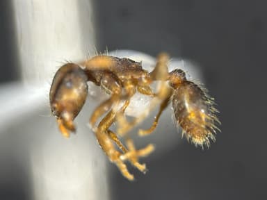 Tetramorium caespitum — colony photo 53