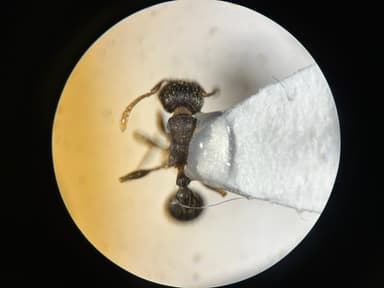 Tetramorium caespitum — colony photo 54
