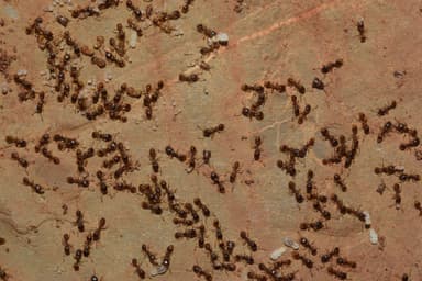 Tetramorium caespitum photo 58