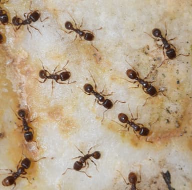 Tetramorium caespitum photo 61