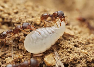 Tetramorium caespitum photo 62