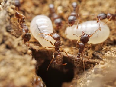 Tetramorium caespitum photo 63