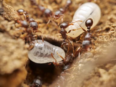 Tetramorium caespitum photo 65