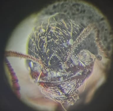 Tetramorium caespitum photo 72
