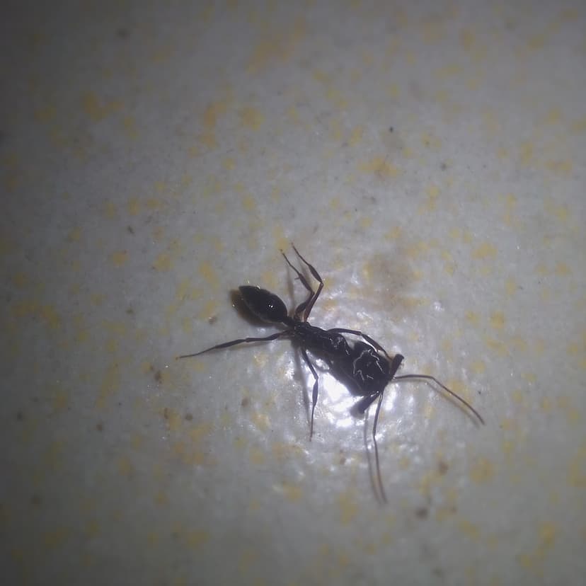 Tetramorium caespitum photo 1