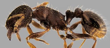 Tetramorium immigrans photo 10