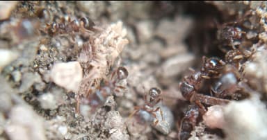 Tetramorium immigrans photo 11