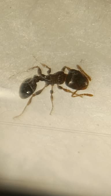 Tetramorium immigrans photo 12