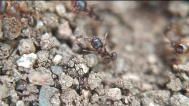 Tetramorium immigrans photo 13