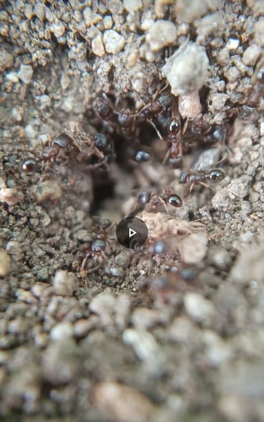 Tetramorium immigrans photo 14