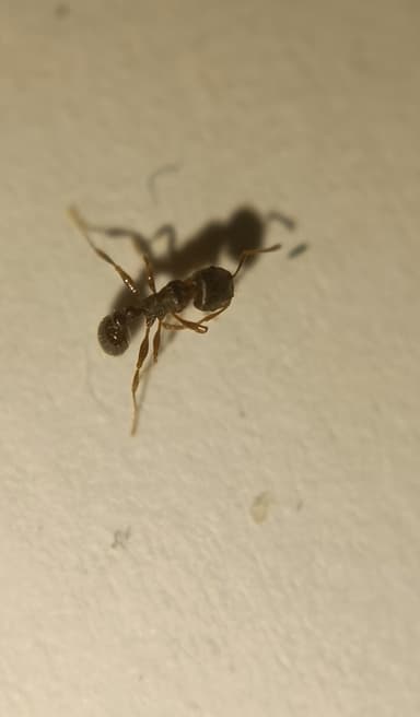 Tetramorium immigrans photo 15